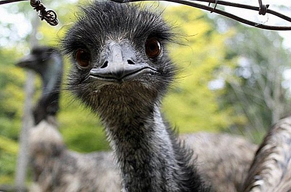 Emu 타조 : 그것이 무엇을 어떻게 생겼는지, 그것이 사는 자연 지대, 먹는 것