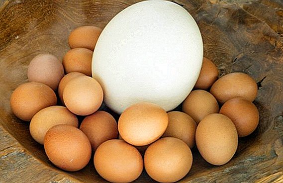 Strutsi muna: suur delikatess