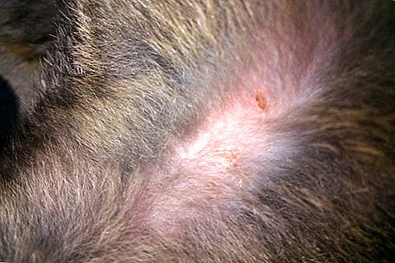 Ringworm σε κουνέλια: τι είναι επικίνδυνο, πώς να θεραπεύσει