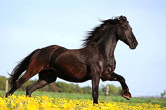 La estructura y enfermedades de las extremidades de los caballos.