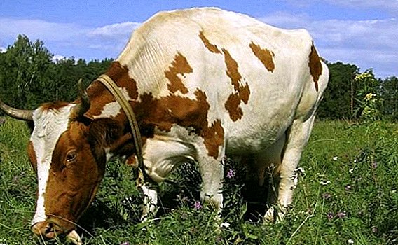 Lehmän ruoansulatusjärjestelmän rakenne