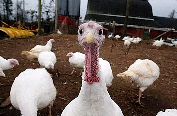 بناء الدجاجة تركيا