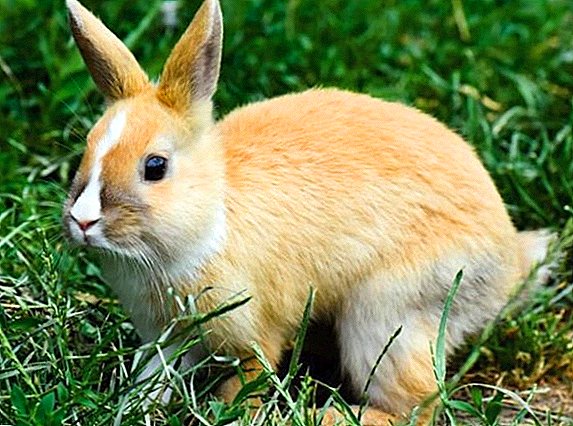 Kejang pada kelinci dan kematian: mengapa, apa yang harus dilakukan