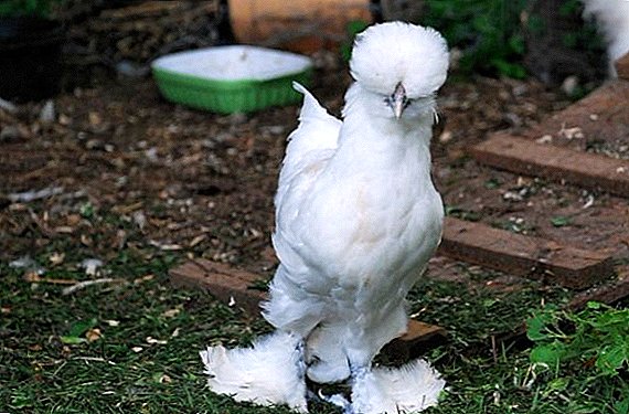 Sultanka est une race blanche de poulets: caractéristiques de la reproduction à la maison