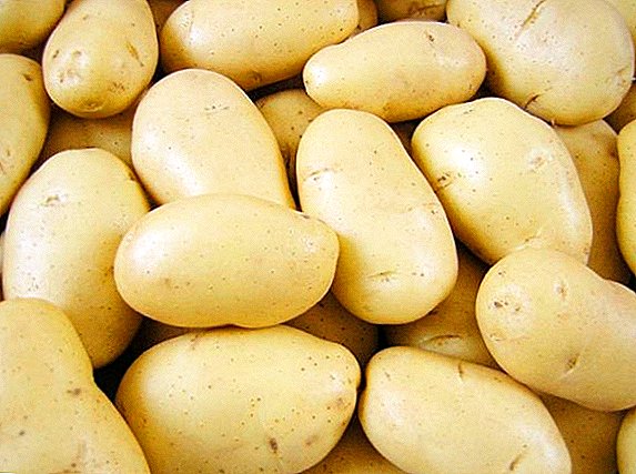 Varietas kentang superearly, awal dan pertengahan awal