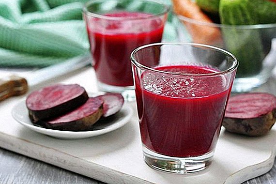 Beet juice: useful properties and contraindications