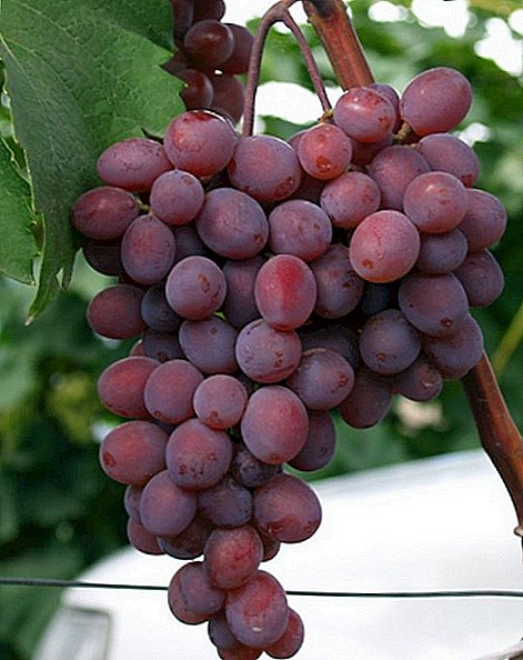 Muito cedo variedade de uva Kishmish Zaporizhia
