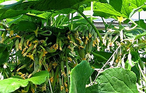 Excesso de rendimento e maturação precoce: pepinos da variedade guirlanda siberiana