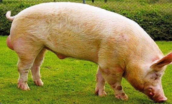 Pig large white - ancestor of all breeds