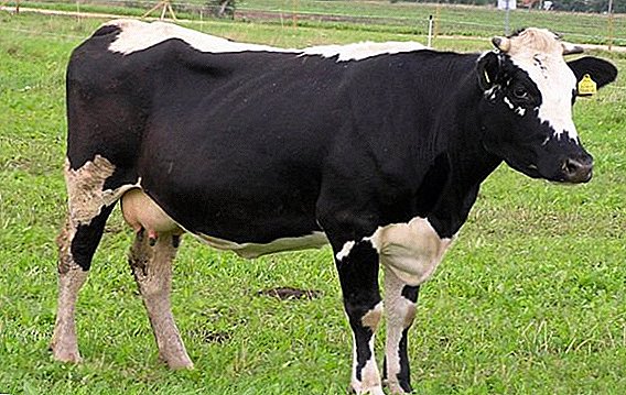Tagil šķirnes govis