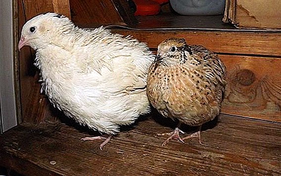 Texas quail: how to care and how to feed at home