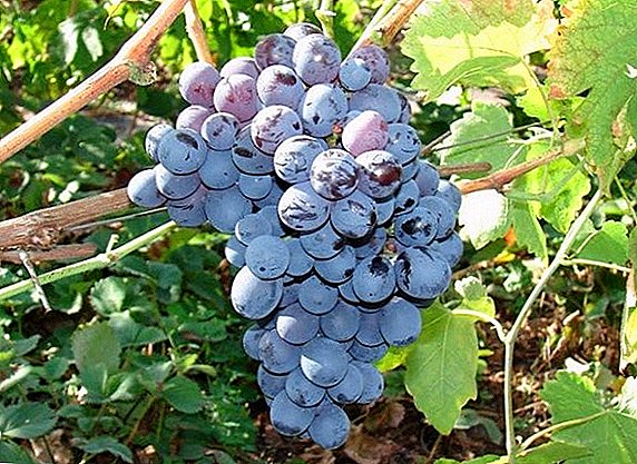 Технічний сорт винограду Альфа