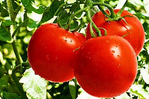 The technique of growing tomatoes according to the method of Maslov