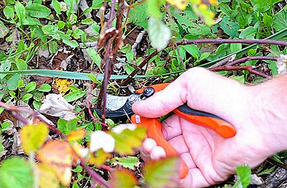 Technology and rules for trimming blackberry bush formation