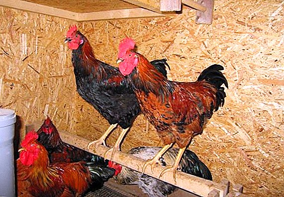 Manufacturing technology perched for laying hens with their own hands
