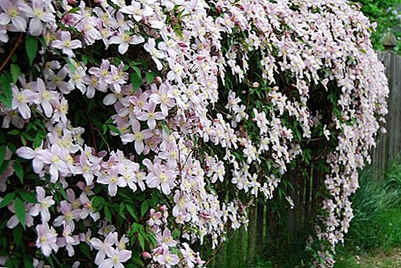 Clematis pruning technology, how and when to prune a plant