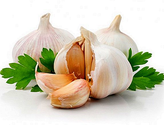 Technology of planting garlic for the winter
