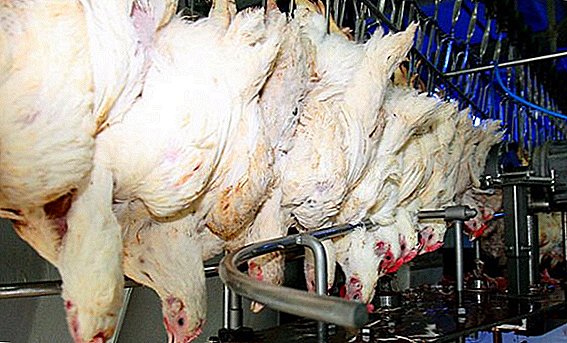 Technologie d'abattage et de transformation du poulet