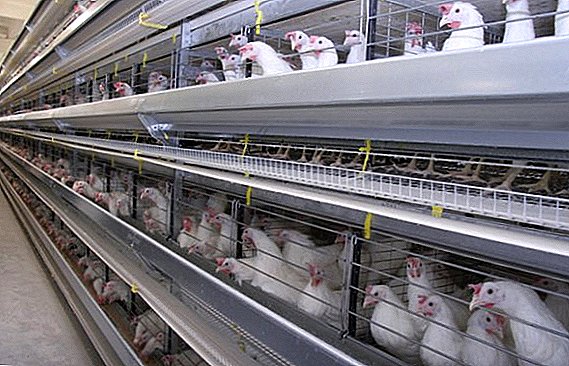 The technology of growing broiler chickens at the poultry farm