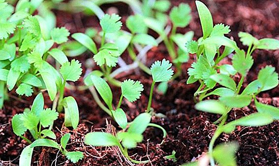 Tecnología de cultivo y peculiaridades del cuidado del cilantro en campo abierto.