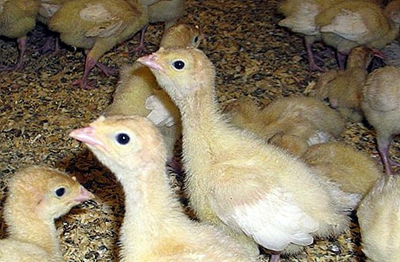 The technology of growing turkey poults from the first days of life