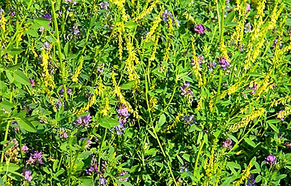 Alfalfa-Kultivierungstechnologie