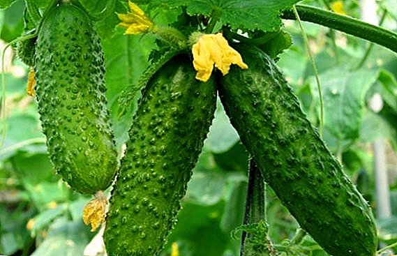 Tecnología de cultivo de pepino