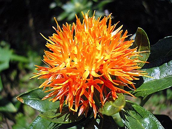 The technology of growing safflower in the middle lane