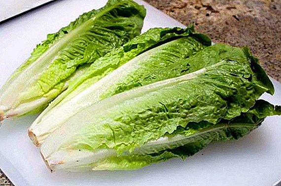 The technology of growing romaine lettuce at the dacha
