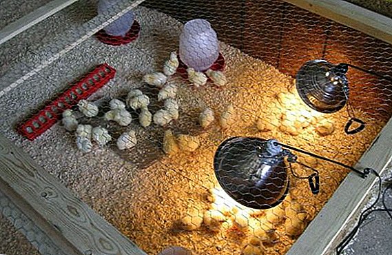 Conditions de température pour les poulets de chair
