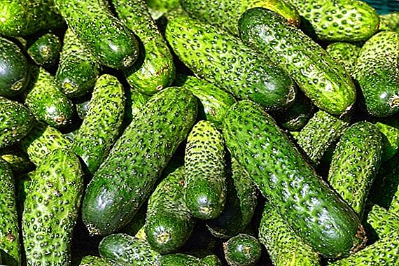 Greenhouse cucumbers in Russia are becoming cheaper