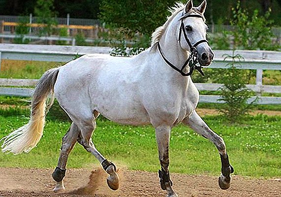 Tersk horse: characteristic, application