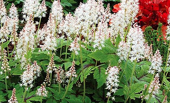 Tiarella: ena najboljših rastlin za gojenje v senci