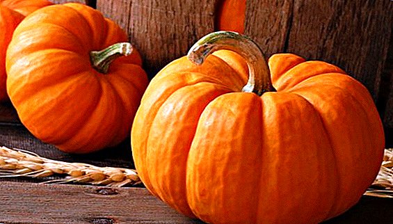 Pumpkin and terminology: fruit, berry or vegetable