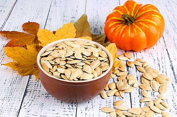 Pumpkin seeds: what is the use, who can not eat, why they eat it, how to use it