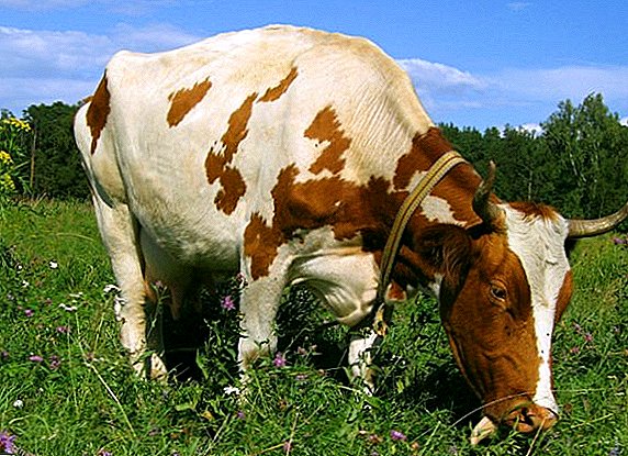 Rumen goveda u goveda