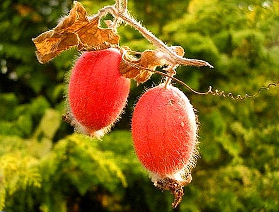 Tladiant: Egzotinis raudonas agurkas