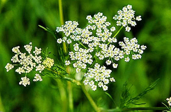Caraway: plant characteristics, benefits and harm to the human body