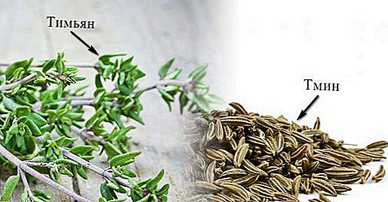 Cumin and thyme - different plants or the same thing?