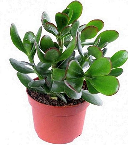 Jade, ovoid, or money tree: care and reproduction