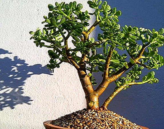 성장을위한 Crassula 식물