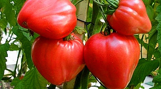 قلب الطماطم الثور: النمو والرعاية