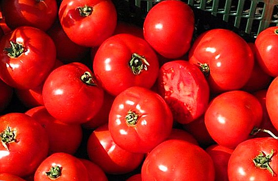 الطماطم "بوبكات": وصف الصنف وقواعد الزراعة والرعاية