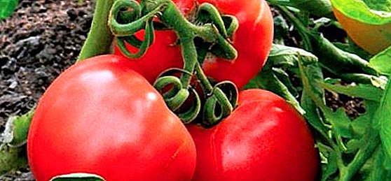 الطماطم Budenovka: أسرار النمو