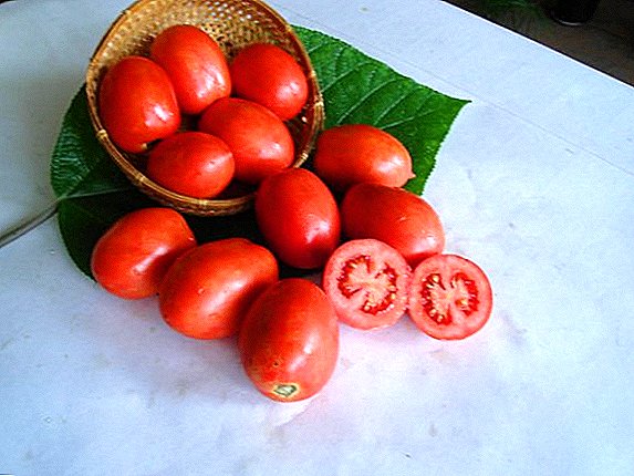 Traslado de tomate: descripción de la variedad, rendimiento, siembra y cuidado