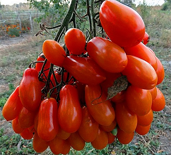 Tomato "Flashen" or "Flash" - surprisingly fruitful and sweetish grade