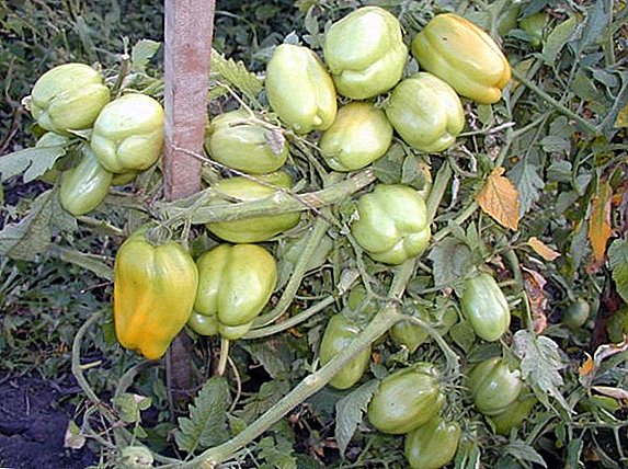Tomato Caspar: variety description and yield