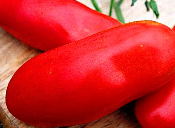 Tomato "Casanova" - high-yielding variety