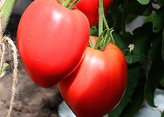 Tomato "King of London" - a mid-late giant variety