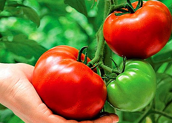 Krasnobay de tomate: récord, medio tardío e indeterminado
